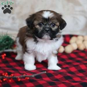 Holly, Shih Tzu Puppy